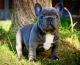 French Bulldog Puppies for sale in Alpharetta, GA, USA. price: NA
