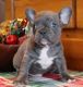 French Bulldog Puppies for sale in Portland, OR 97207, USA. price: NA