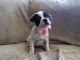 French Bulldog Puppies for sale in Atlanta Hwy, Montgomery, AL, USA. price: NA