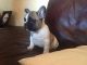 French Bulldog Puppies for sale in Pennsylvania Ave, Brooklyn, NY, USA. price: NA