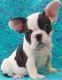 French Bulldog Puppies for sale in New York Stock Exchange, New York, NY 10005, USA. price: NA
