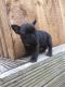 French Bulldog Puppies for sale in Lake City, FL, USA. price: NA