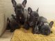 French Bulldog Puppies for sale in Fremont, CA, USA. price: $900