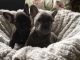 French Bulldog Puppies for sale in Branford, FL 32008, USA. price: NA
