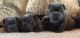 French Bulldog Puppies for sale in Chicago Lake, Division No. 23, Unorganized, MB, Canada. price: NA