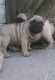 French Bulldog Puppies for sale in Bloomfield, NJ, USA. price: $500