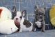 French Bulldog Puppies for sale in Klamath Falls, OR, OR, USA. price: NA