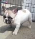 French Bulldog Puppies for sale in West Springfield, MA, USA. price: $500