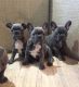 French Bulldog Puppies for sale in Wills Point, TX 75169, USA. price: $465