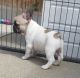 French Bulldog Puppies for sale in Paris, TX 75461, USA. price: NA