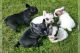 French Bulldog Puppies for sale in Marysville, WA, USA. price: $350
