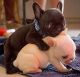 French Bulldog Puppies for sale in Baltimore, MD 21288, USA. price: NA