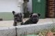 French Bulldog Puppies for sale in Massachusetts Ave, Cambridge, MA, USA. price: NA