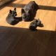French Bulldog Puppies for sale in Anderson, IN, USA. price: NA