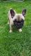 French Bulldog Puppies for sale in Rectortown, VA 20115, USA. price: NA