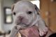 French Bulldog Puppies for sale in Calgary, AB, Canada. price: NA