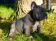 French Bulldog Puppies for sale in Pocatello, ID, USA. price: NA