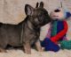 French Bulldog Puppies for sale in Altamonte Springs, FL 32701, USA. price: NA