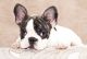French Bulldog Puppies for sale in Clarks Summit, PA 18411, USA. price: NA