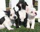 French Bulldog Puppies for sale in Marysville, WA, USA. price: $340