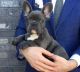 French Bulldog Puppies for sale in Reading, PA 19605, USA. price: $500