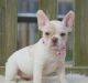 French Bulldog Puppies for sale in Williamsport, PA, USA. price: NA