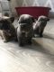 French Bulldog Puppies for sale in PA-18, Albion, PA, USA. price: NA