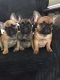 French Bulldog Puppies for sale in Ohio Pike, Cincinnati, OH, USA. price: NA