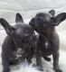 French Bulldog Puppies for sale in Ohio Pike, Cincinnati, OH, USA. price: NA