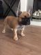 French Bulldog Puppies for sale in Ohio Pike, Cincinnati, OH, USA. price: $400