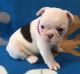 French Bulldog Puppies for sale in Lansing, MI, USA. price: NA