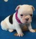 French Bulldog Puppies for sale in Lexington, KY, USA. price: NA