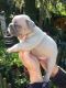 French Bulldog Puppies for sale in Lake Cormorant, Mississippi 38641, USA. price: $300