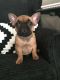 French Bulldog Puppies for sale in Howard Ave, Biloxi, MS 39530, USA. price: NA