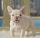 French Bulldog Puppies for sale in Escondido, CA, USA. price: $650