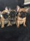 French Bulldog Puppies for sale in Denver Tech Center, Greenwood Village, CO, USA. price: NA