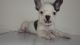 French Bulldog Puppies for sale in Philadelphia Pike, Claymont, DE 19703, USA. price: NA