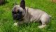 French Bulldog Puppies for sale in Columbia Ave, Franklin, TN 37064, USA. price: NA