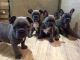 French Bulldog Puppies for sale in Georgia Dome Dr, Atlanta, GA 30313, USA. price: NA