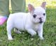 French Bulldog Puppies for sale in Danville, IL 61832, USA. price: NA