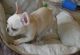 French Bulldog Puppies for sale in Danville, IL 61832, USA. price: NA