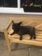 French Bulldog Puppies for sale in NJ-17, Paramus, NJ 07652, USA. price: NA