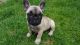 French Bulldog Puppies for sale in 200 N Spring St, Los Angeles, CA 90012, USA. price: $400