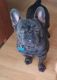 French Bulldog Puppies for sale in 3200 W Memorial Rd, Oklahoma City, OK 73120, USA. price: NA