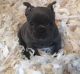 French Bulldog Puppies for sale in Grand Saline, TX 75140, USA. price: $550