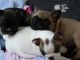 French Bulldog Puppies for sale in St Paul, MN, USA. price: NA