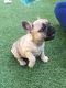 French Bulldog Puppies for sale in PA-18, Albion, PA, USA. price: $300