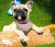 French Bulldog Puppies for sale in Escondido, CA, USA. price: $500