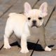 French Bulldog Puppies for sale in Escondido, CA, USA. price: $500