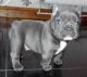 French Bulldog Puppies for sale in Lewes, DE 19958, USA. price: NA